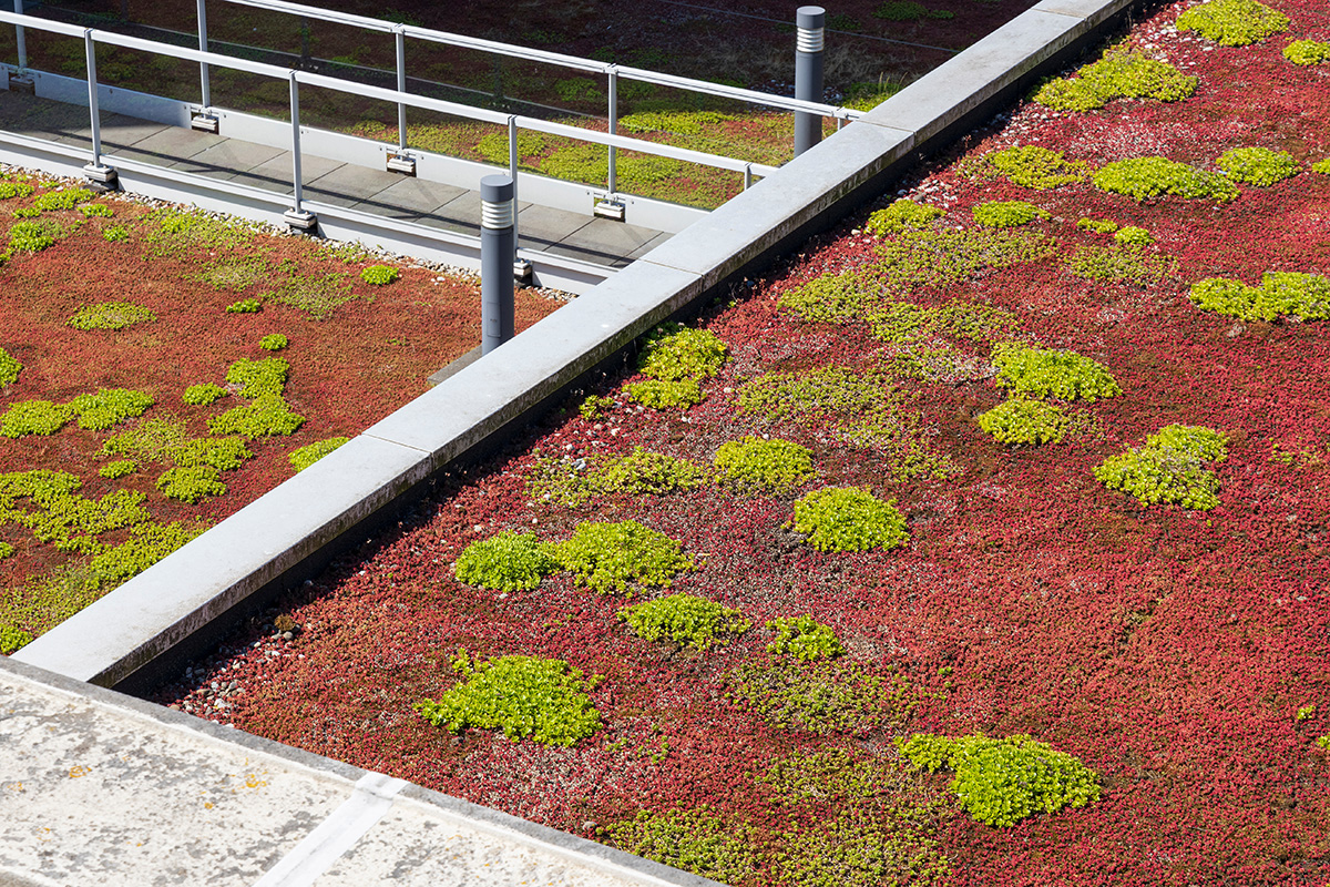 green-roof.jpg